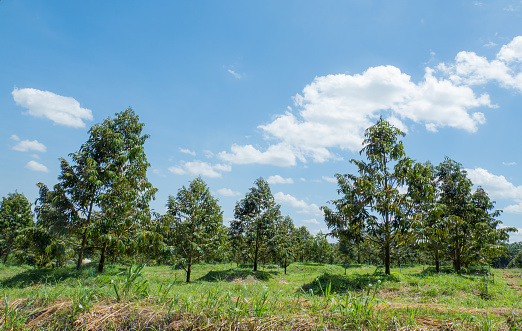Durian orchard on the landscape of hills and wide sky