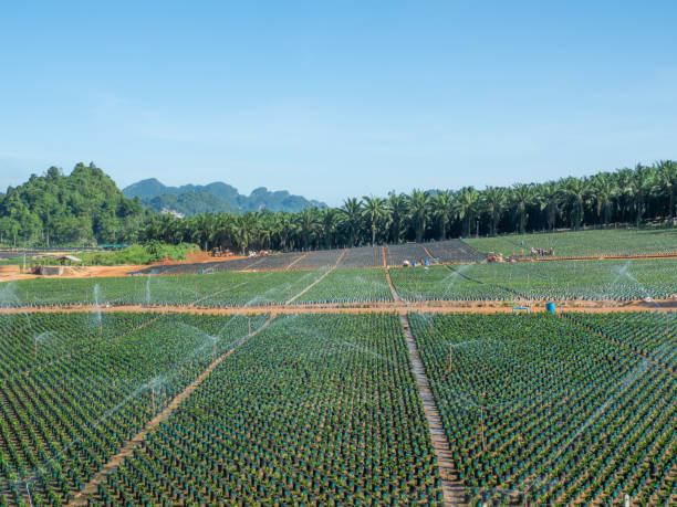 istock Palm seedling farm in the valley. 1503909666