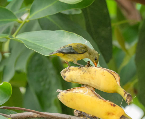istock Bird eating a banana. Sunbird close-up. 1503915282