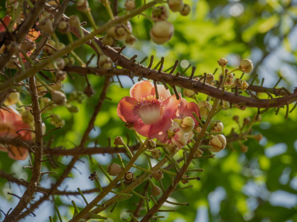 istock Beautiful Shorea robusta flower also known as, Cannonball tree or Sal, Close-up. 1503917054