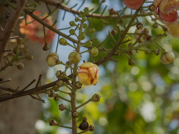 istock Beautiful Shorea robusta flower also known as, Cannonball tree or Sal, Close-up. 1503917063
