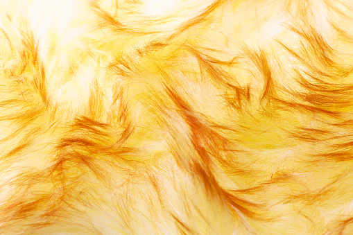 Golden yellow bird feather pattern texture