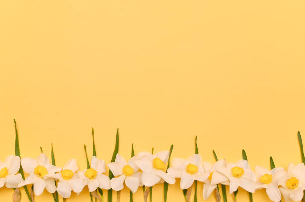 kwiaty żonkila, żółte tło. makieta - invitation tea flower bouquet zdjęcia i obrazy z banku zdjęć
