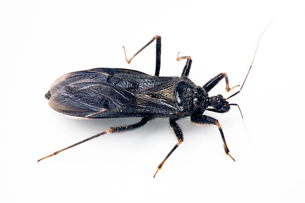 triatomine, assassin beetle, ou beijando a bug - doença de chagas - fotografias e filmes do acervo
