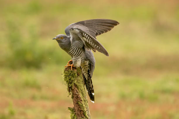 istock Famous Colin the Cuckoo 1503929718