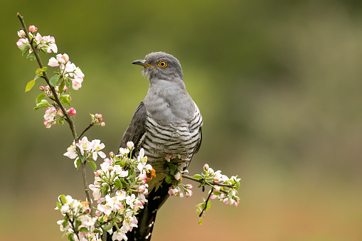 Colin the cuckoo taken at Thursley  Common  who returned every year for about eight years. Sadly didnt return this year