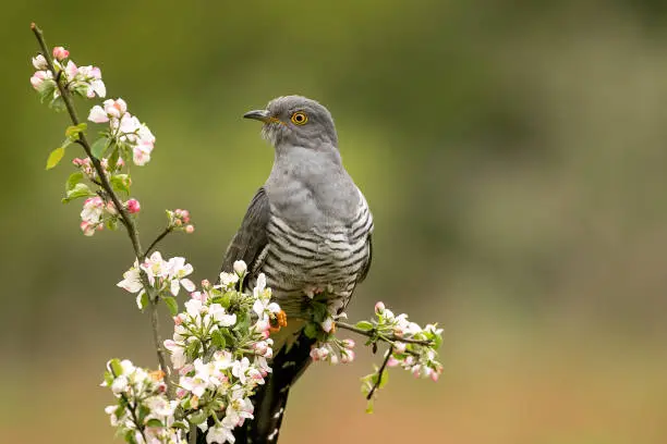 Colin the cuckoo taken at Thursley  Common  who returned every year for about eight years. Sadly didnt return this year