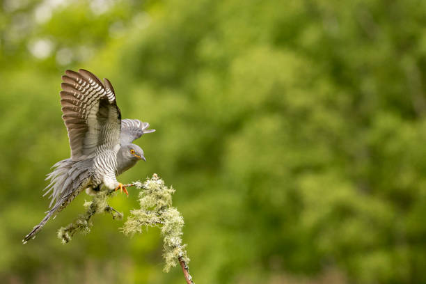 istock Famous Colin the Cuckoo 1503929984
