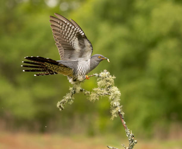 istock Famous Colin the Cuckoo 1503929987