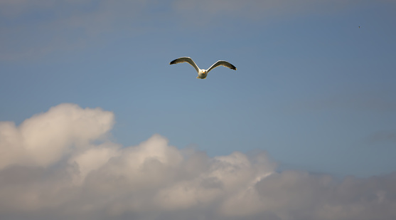 A seagull in flight around Skomer Island in Wales