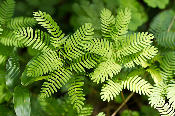 Mimosa pudica plant The leaves of Mimosa pudica plant in a butterfly garden. sensitive plant stock pictures, royalty-free photos & images