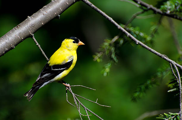 istock Male American Goldfinch Perched in a Tree 150393357