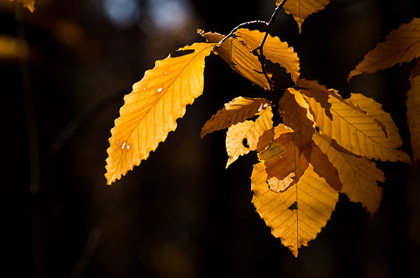 jesień liście - american beech zdjęcia i obrazy z banku zdjęć