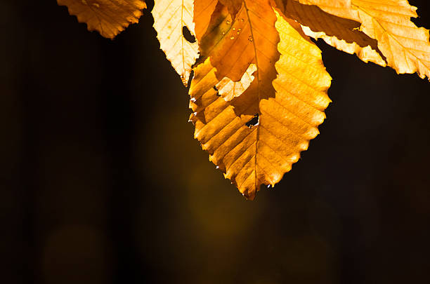 jesienne liście - american beech zdjęcia i obrazy z banku zdjęć