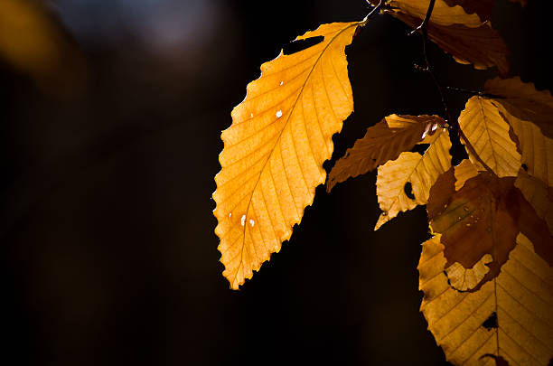 秋の落ち葉 - american beech ストックフォトと画像