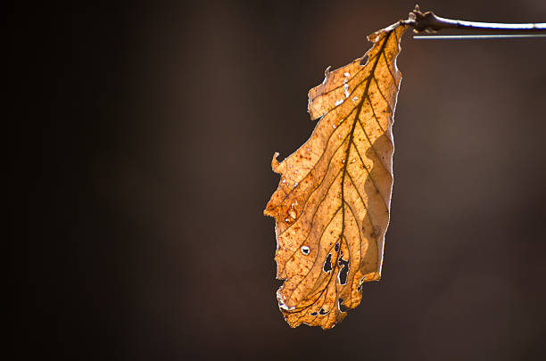 秋の落ち葉 - american beech ストックフォトと画像