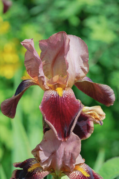 istock Iris flower in the garden. 1503938766