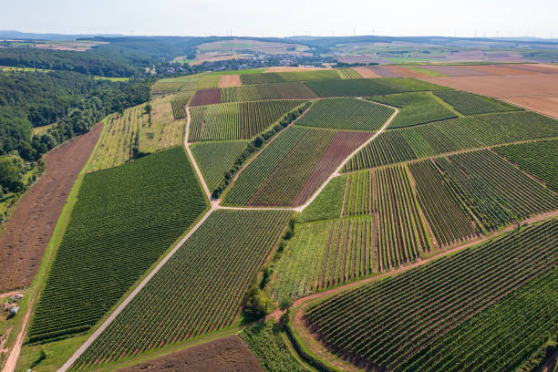 istock Viticulture in Rhineland-Palatinate/Germany 1503938802