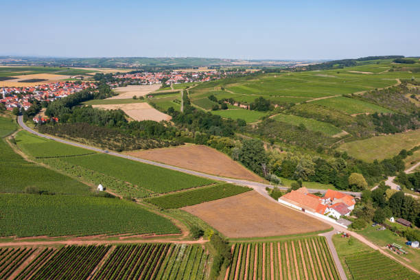 istock Viticulture in Rhineland-Palatinate/Germany 1503939368