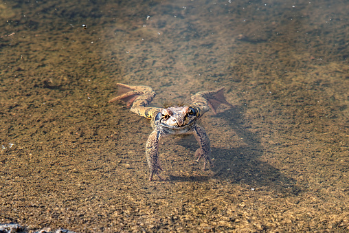 Frog in the water close-up