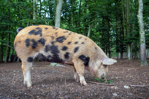 free roaming pig in dutch forest for organic pork in restaurants