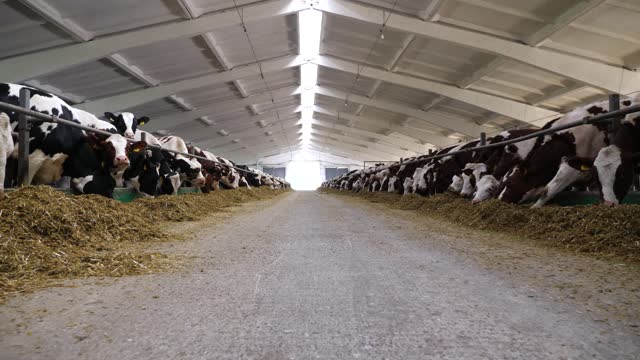 Camera moving along path on cowshed with cattle which eating hay. Long row of cows feeding by dry grass on modern dairy farm. Herd of kines chewing fodder at milk factory. Animal husbandry concept