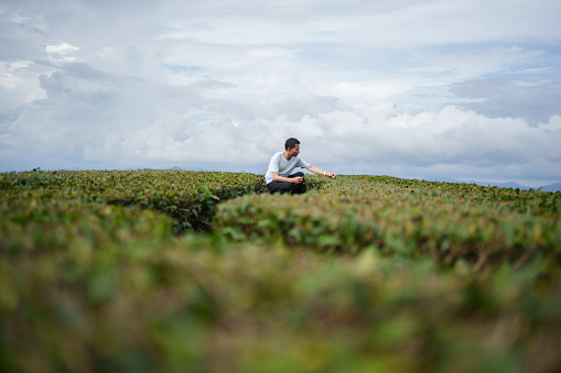 Farmer inspecting tea plantation