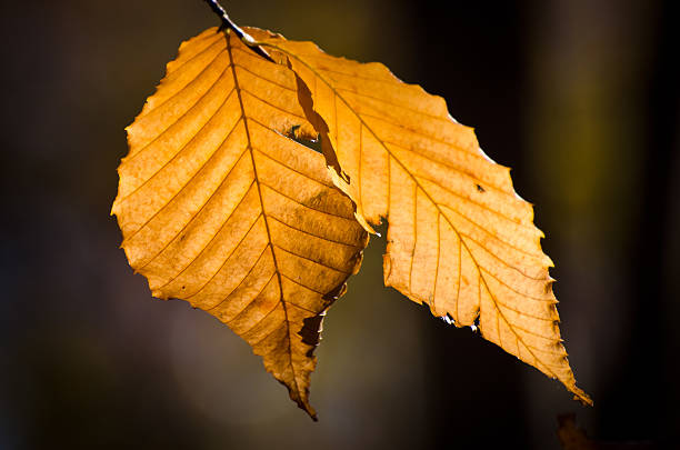 jesień liście - american beech zdjęcia i obrazy z banku zdjęć