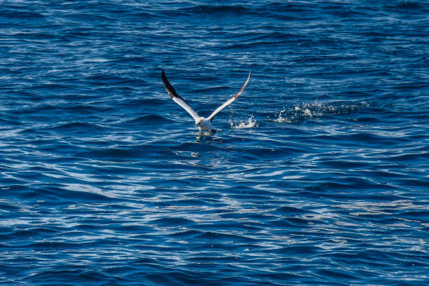 istock The sea and an Australasian Gannet 1503951920