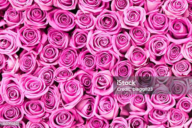 Photo libre de droit de Belle Rose Rose Fleurs De La Saintvalentin banque d'images et plus d'images libres de droit de Carte de voeux de guérison - Carte de voeux de guérison, Fond, Arbre en fleurs