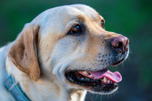 Beautiful yellow labrador puppy sitting on a white background