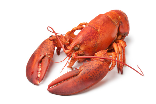 Fresh cooked lobster on white background
