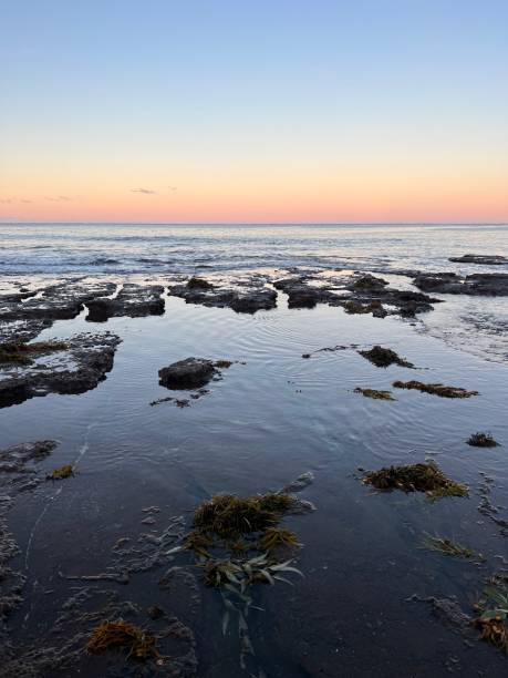 Coastal Rock Platform at Sunset Vertical seascape photo of seaweed washed up onto a rock platform, coastal rocks and the blue ocean at sunset. Ulladulla, south coast NSW in Winter. cut weed stock pictures, royalty-free photos & images