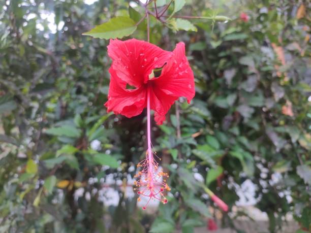 istock Red hibiscus flowers blooming on the stalks 1503959859