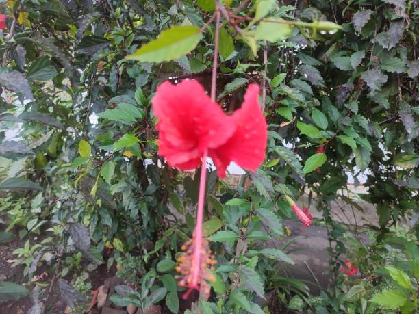 istock Red hibiscus flowers blooming on the stalks 1503959871