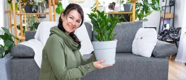 Photo of Unpretentious and popular Zamioculcas in the hands of a woman in the interior of a green house with shelving collections of domestic plants. Home crop production