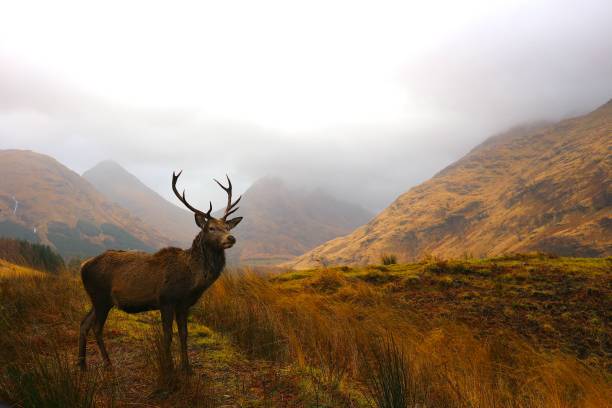 istock Majestic Stag in Glencoe Scotland 1503967688