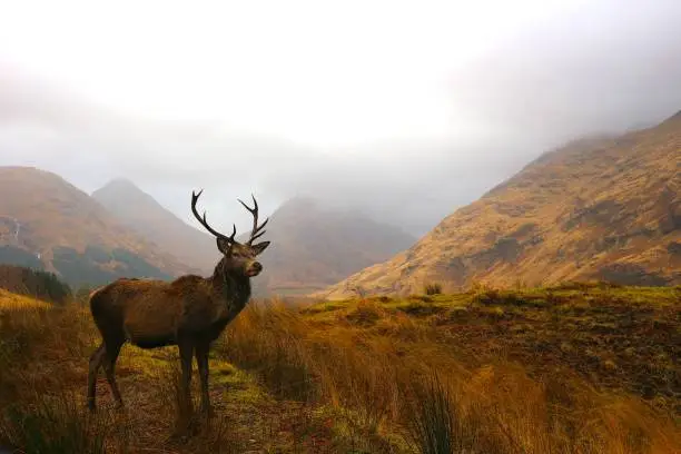 A majestic stag stood in a valley of Glencoe during winter.
