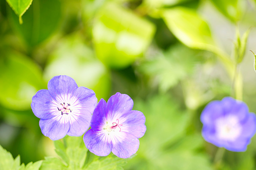 Pastel-colored geranium flowers in full bloom. Photographed in Summer in Pembrokeshire, Wales.