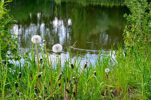 white dandelions with green grass on the edge of lake with reflection, copy space