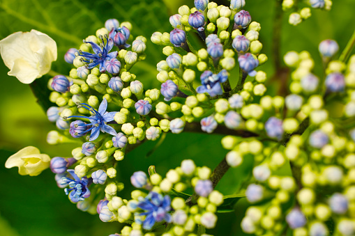 Hydrangea photographed just before its buds burst into bloom. Photographed in Pembrokeshire, Wales