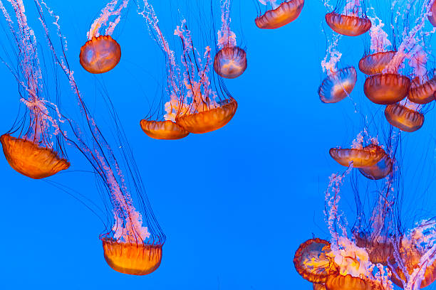 istock jelly fish in the blue sea 150397584