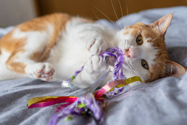 istock A cat playing with a toy Brown tiger white 1503976071