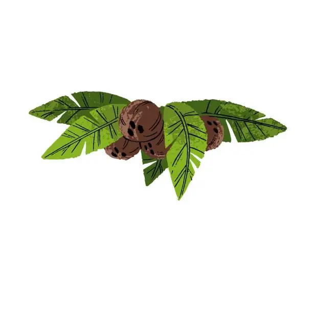 Vector illustration of Tropical coconuts cluster on branch with green leaves. Fresh ripe coco nuts, exotic fruits in brown shell growing. Natural summer food. Flat vector illustration isolated on white background