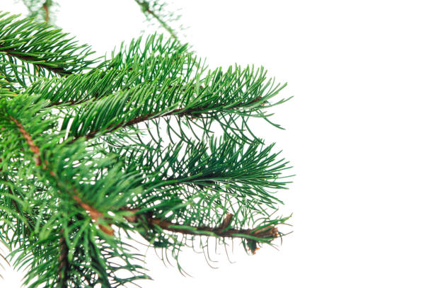 istock Fir tree branch. Green spruce branch as natural evergreen decoration element for banner. Isolated. Forest 1503983281