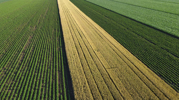 istock ripe wheat field and green corn and soya bean fields seen by drone 1503987887