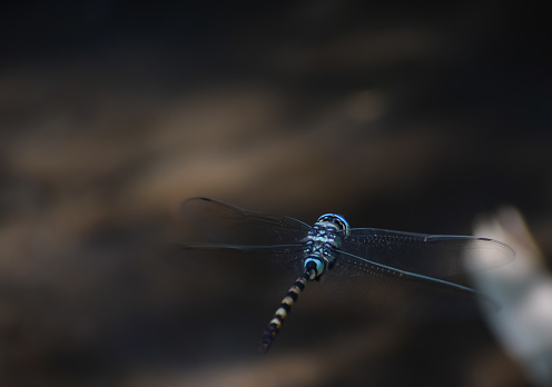A close encounter with the Anax immaculifrons reveals a moment of sheer grace, as this blue darner dragonfly navigates the air with effortless beauty