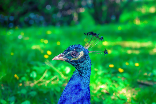 Portrait of beauty blue Indian peacock in summer green garden. Vibrant colored beautiful peafowl head close up. Closeup saturated colors pavo bird in spring park, side view