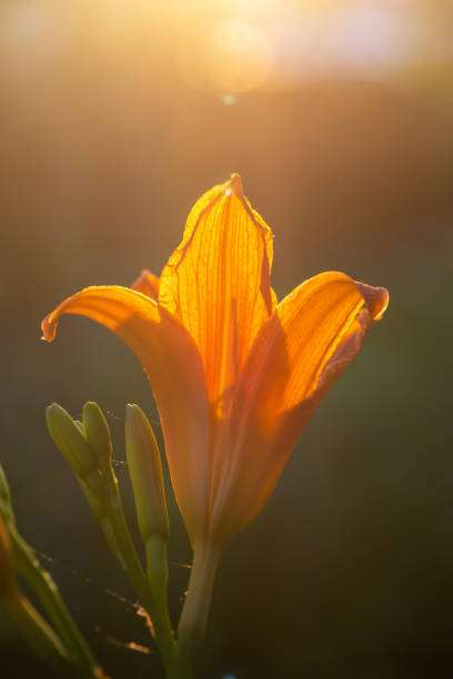 Orange lily in sunlight macro photography on a summer day. Garden flower with orange petals in the sunset light close-up photo.
