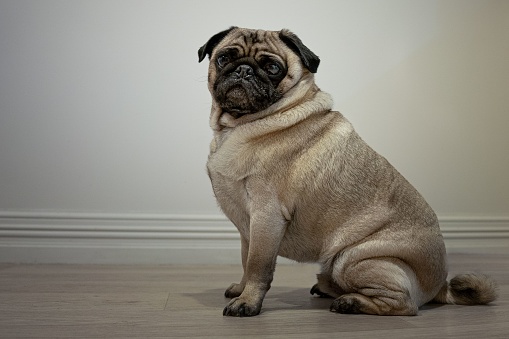 A purebred pug sitting on floor